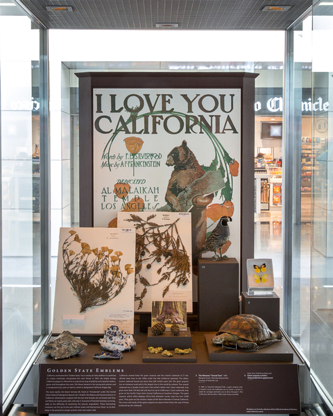 Image: Installation view of "I Love You California: A Natural History"