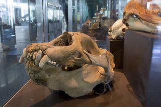 Image: Installation view of "I Love You California: A Natural History"