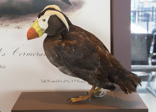Image: Installation view of "I Love You California: A Natural History"