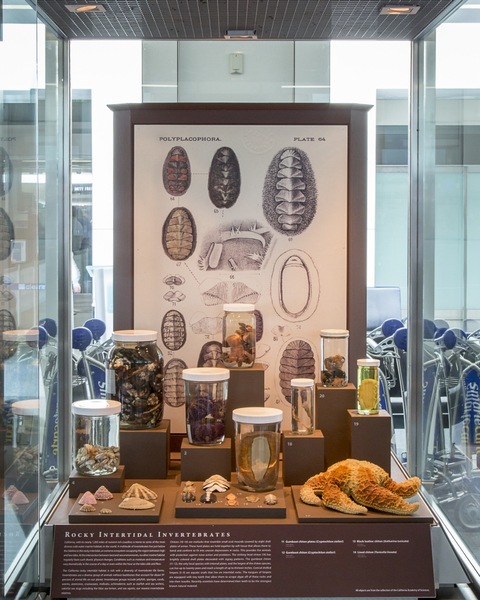 Image: Installation view of "I Love You California: A Natural History"
