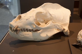 Image: Installation view of "I Love You California: A Natural History"