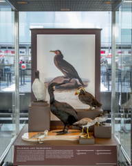 Image: Installation view of "I Love You California: A Natural History"