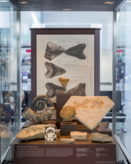 Image: Installation view of "I Love You California: A Natural History"