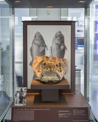 Image: Installation view of "I Love You California: A Natural History"