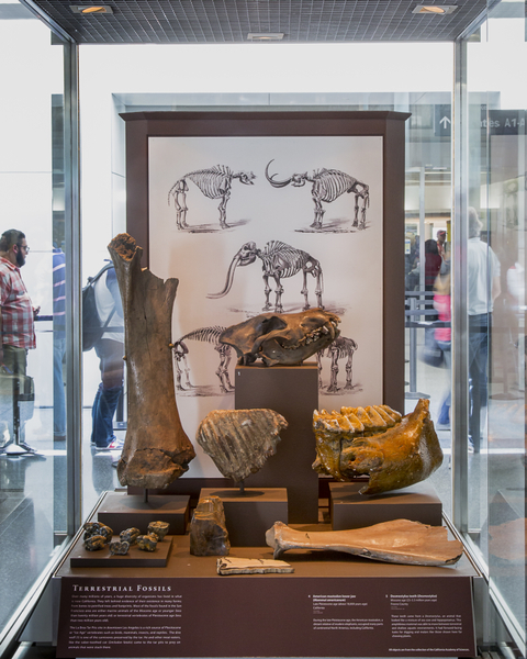 Image: Installation view of "I Love You California: A Natural History"