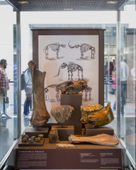 Image: Installation view of "I Love You California: A Natural History"