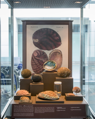 Image: Installation view of "I Love You California: A Natural History"