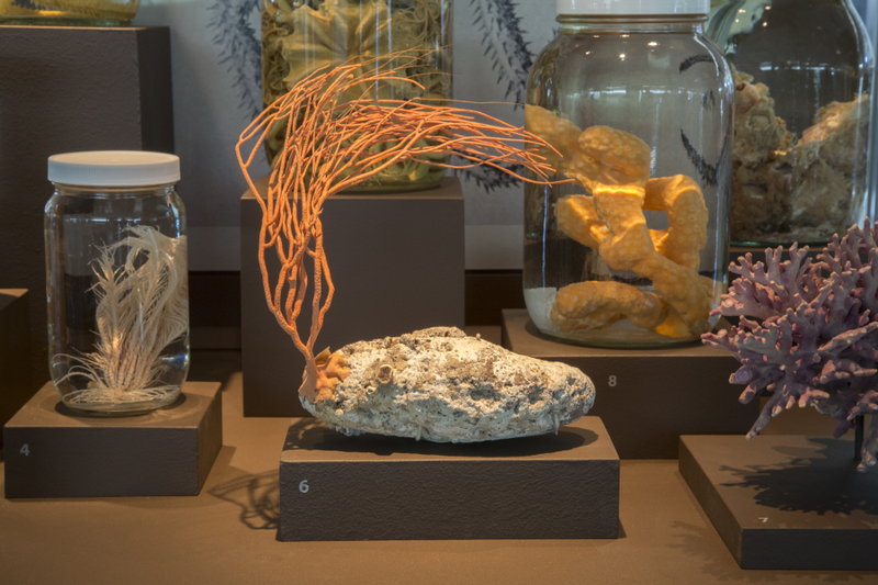 Image: Installation view of "I Love You California: A Natural History"