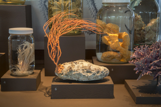 Image: Installation view of "I Love You California: A Natural History"