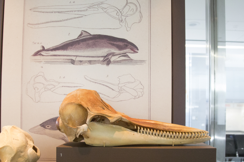 Image: Installation view of "I Love You California: A Natural History"