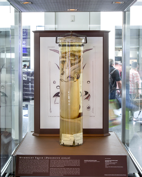 Image: Installation view of "I Love You California: A Natural History"