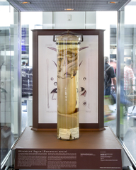 Image: Installation view of "I Love You California: A Natural History"
