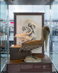 Image: Installation view of "I Love You California: A Natural History"