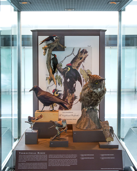 Image: Installation view of "I Love You California: A Natural History"