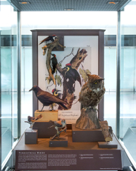 Image: Installation view of "I Love You California: A Natural History"