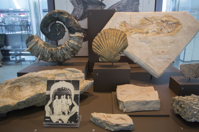 Image: Installation view of "I Love You California: A Natural History"