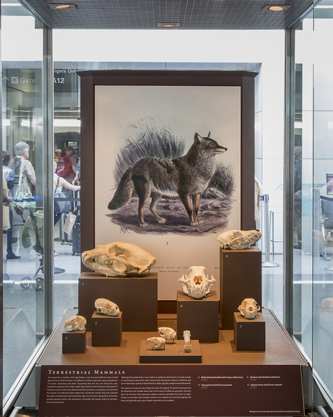 Image: Installation view of "I Love You California: A Natural History"