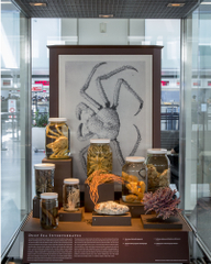 Image: Installation view of "I Love You California: A Natural History"