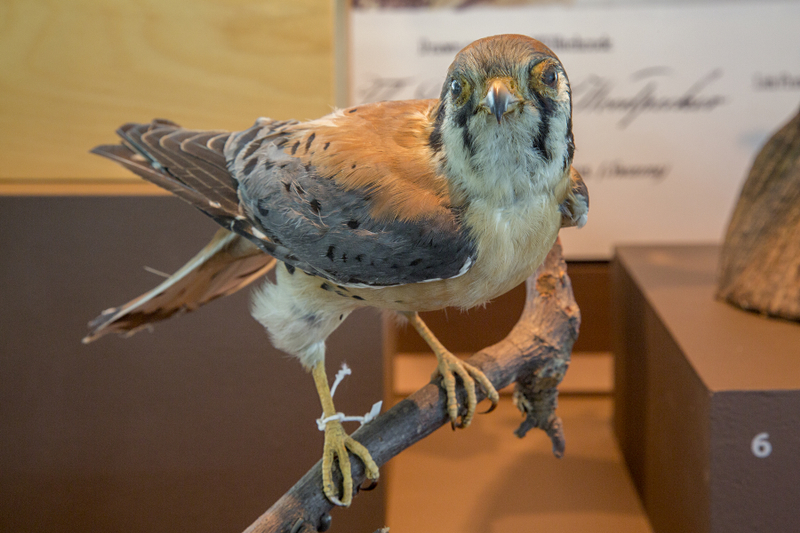 Image: Installation view of "I Love You California: A Natural History"
