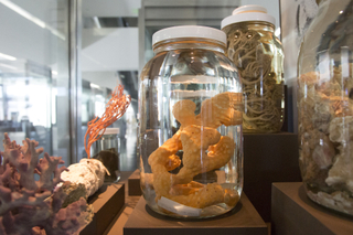 Image: Installation view of "I Love You California: A Natural History"