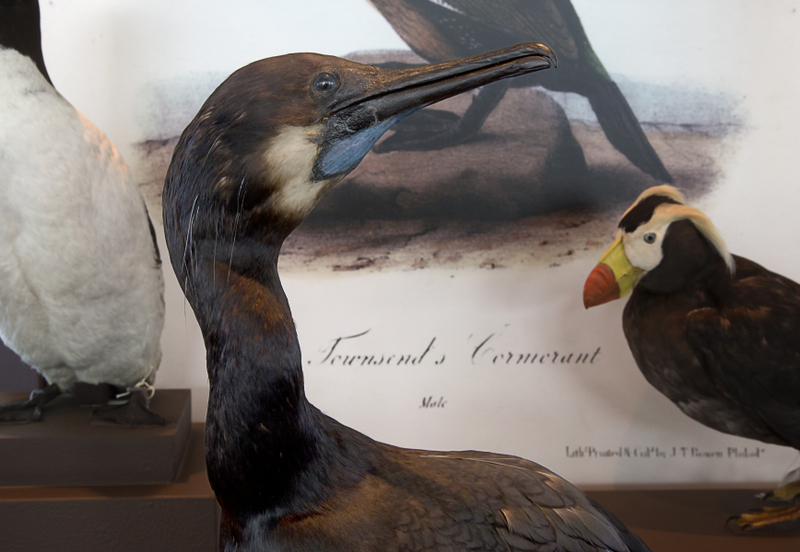 Image: Installation view of "I Love You California: A Natural History"