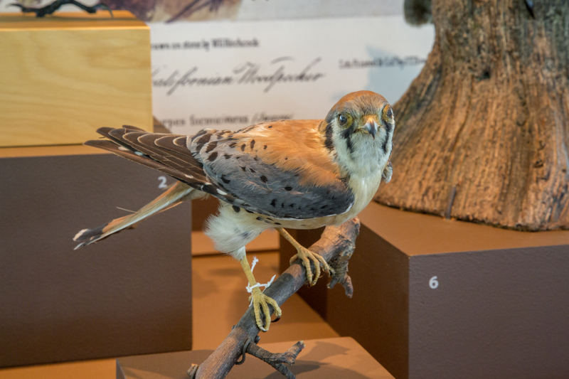 Image: Installation view of "I Love You California: A Natural History"
