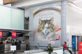 Image: Installation view of "Caticons: The Cat in Art"