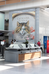 Installation view of "Caticons: The Cat in Art"