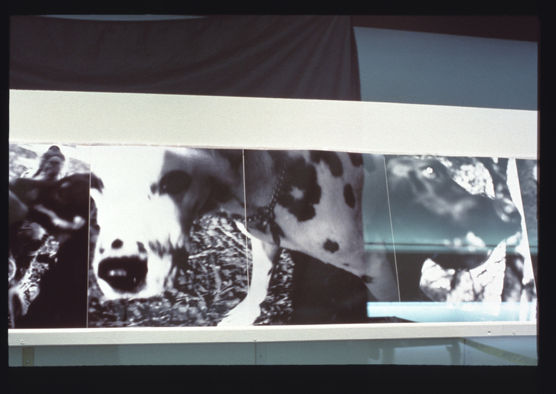 Image: Installation view of "Bark: Photographs by Ann Giordano"