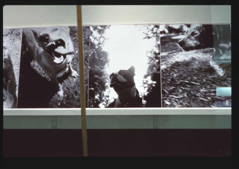 Image: Installation view of "Bark: Photographs by Ann Giordano"