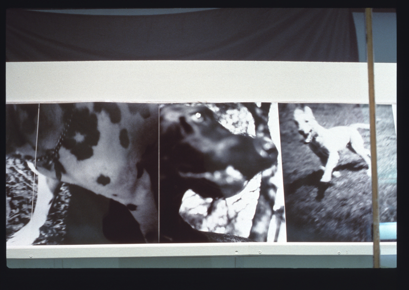 Image: Installation view of "Bark: Photographs by Ann Giordano"