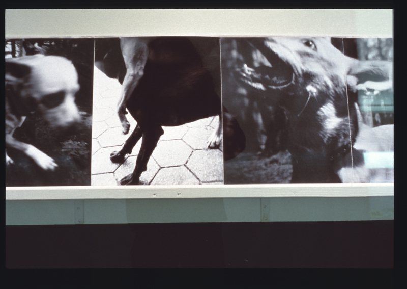 Image: Installation view of "Bark: Photographs by Ann Giordano"