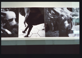 Image: Installation view of "Bark: Photographs by Ann Giordano"
