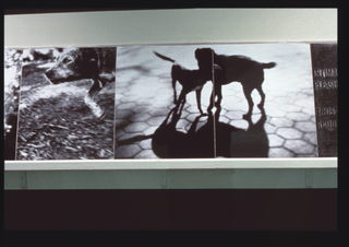 Image: Installation view of "Bark: Photographs by Ann Giordano"