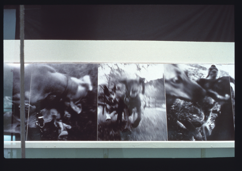 Image: Installation view of "Bark: Photographs by Ann Giordano"