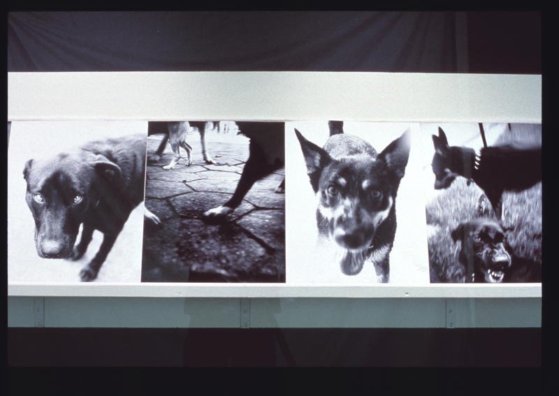 Image: Installation view of "Bark: Photographs by Ann Giordano"