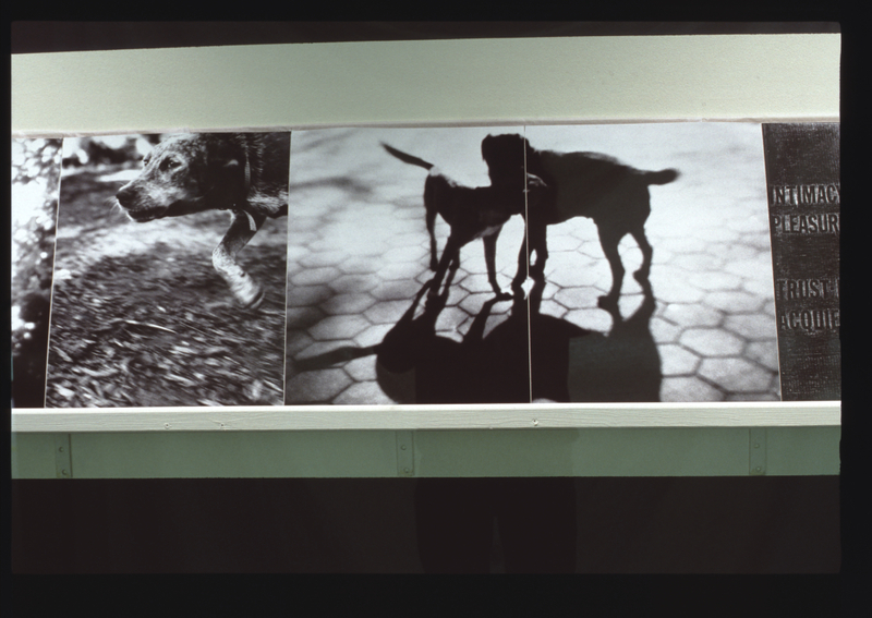 Image: Installation view of "Bark: Photographs by Ann Giordano"