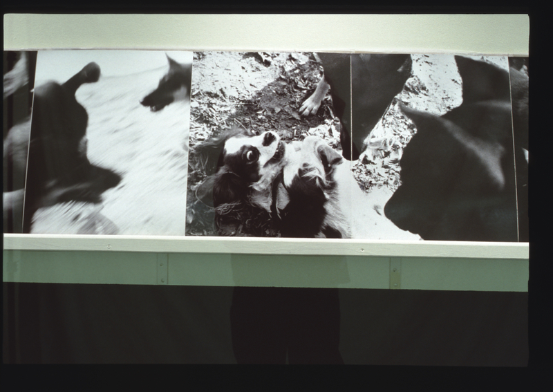 Image: Installation view of "Bark: Photographs by Ann Giordano"