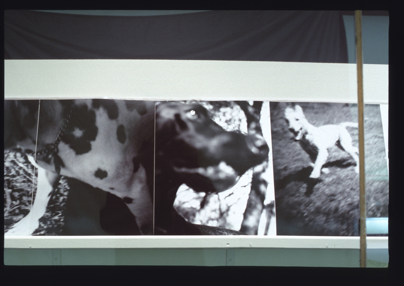 Image: Installation view of "Bark: Photographs by Ann Giordano"