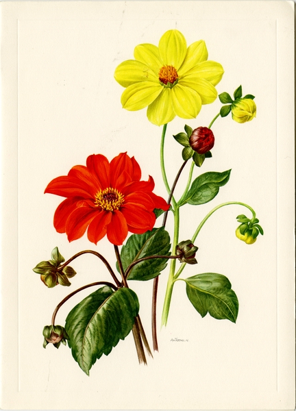 Image: menu: Swissair, First Class