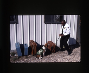 Image: slide: United States Department of Agriculture, Beagle Brigade