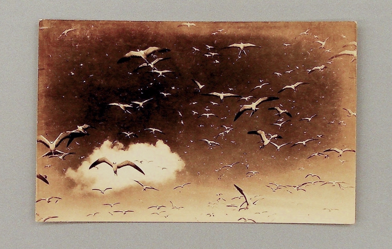 Image: postcard: Pan American Airways, Wake Island, terns