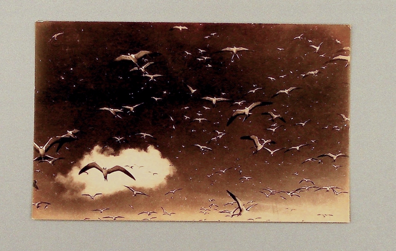 Image: postcard: Pan American Airways, Wake Island, terns