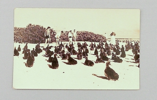Image: postcard: Pan American Airways, Midway Island, Laysan Albatrosses