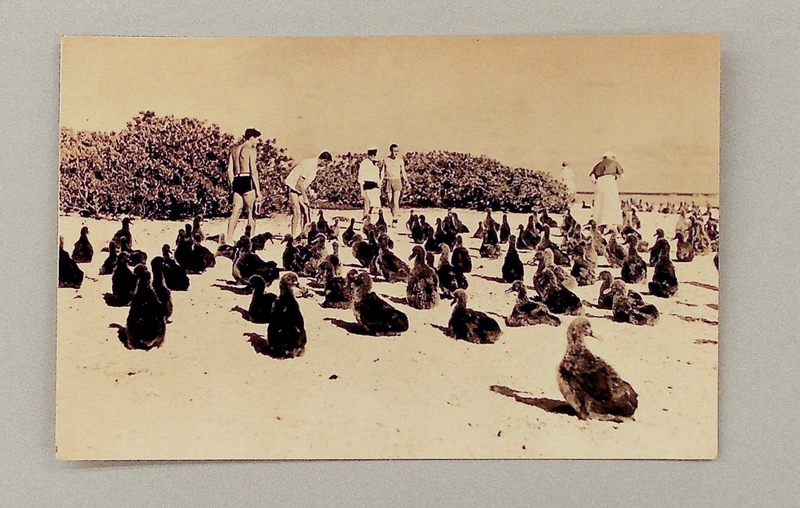 Image: postcard: Pan American Airways, Midway Island, Laysan Albatrosses