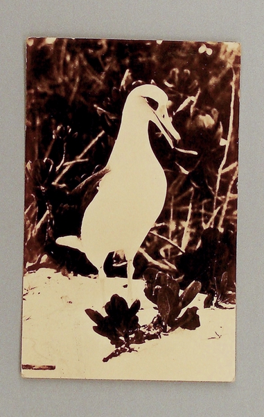 Image: postcard: Pan American Airways, Midway Island, Laysan Albatross