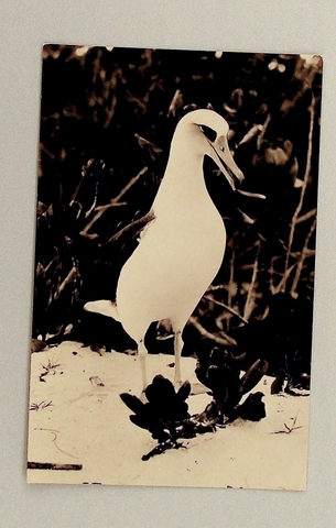 Postcard: Pan American Airways, Midway Island, Laysan Albatross