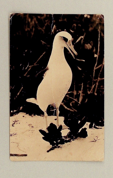 Image: postcard: Pan American Airways, Midway Island, Laysan Albatross