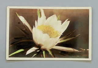Image: postcard: flower