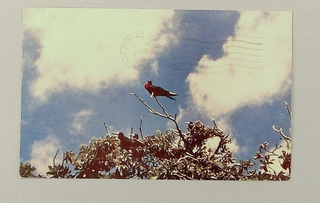 Image: postcard: Wake Island, frigatebird
